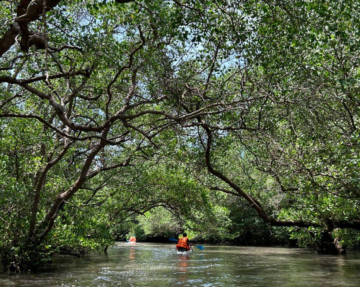 Mangrove Conservation